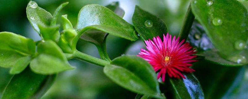 穿心莲怎么种,附生长期间管理和主要功效