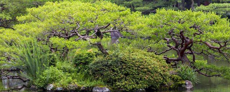 松树的外形和特征(松树的外形和特征是怎样的?)