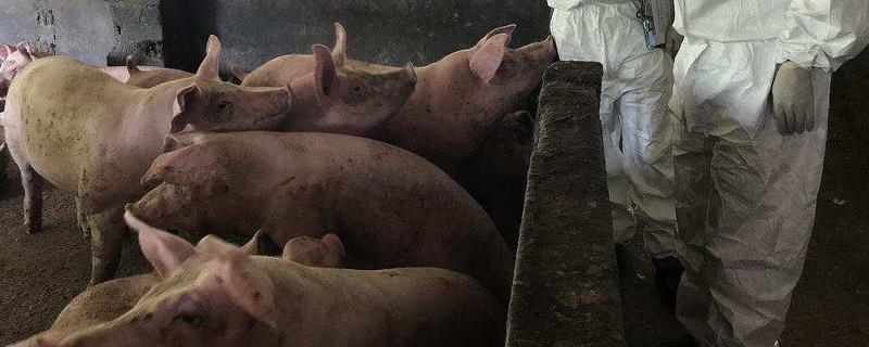 猪瘟可以通过空气传播吗,发生猪瘟怎么应对