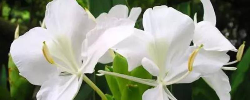 姜花是生姜的花吗 生姜花是什么样的