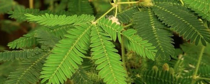 含羞草怎么养（含羞草怎么养才能更旺盛）