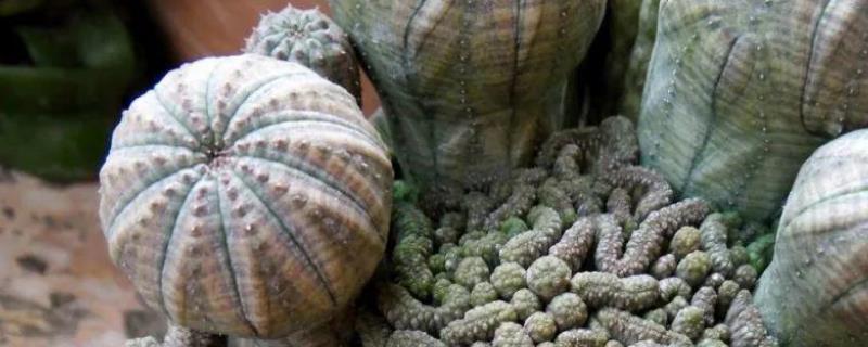 布纹球的养殖方法，附生长习性 布纹球怎么生根