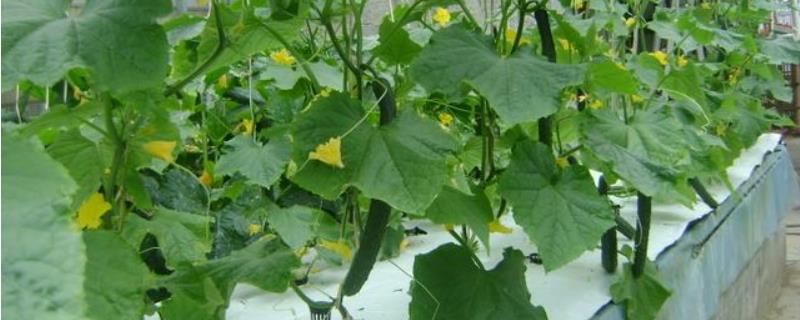 黄瓜种植技术，根据不同的生长阶段来调整肥水