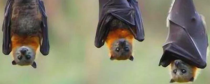 蝙蝠有哪些习性特点,爱吃什么食物(蝙蝠是吃什么的动物)