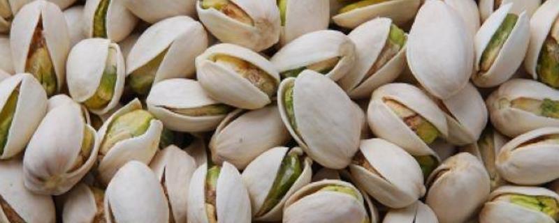 开心果种植技术，适应能力强（开心果的生长条件和种植技术）