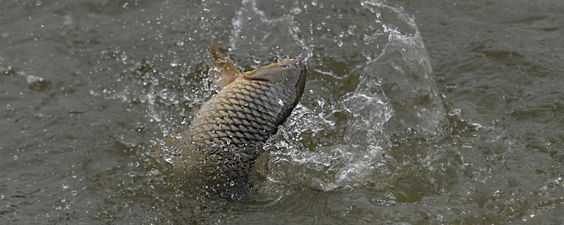 回锅鱼的钓法，有哪些要点 怎么钓回锅鱼用什么饵料