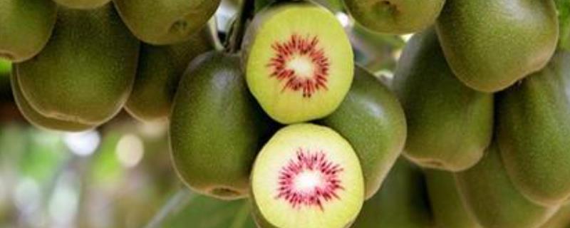 红心猕猴桃种植技术， 红心猕猴桃种植技术及产量