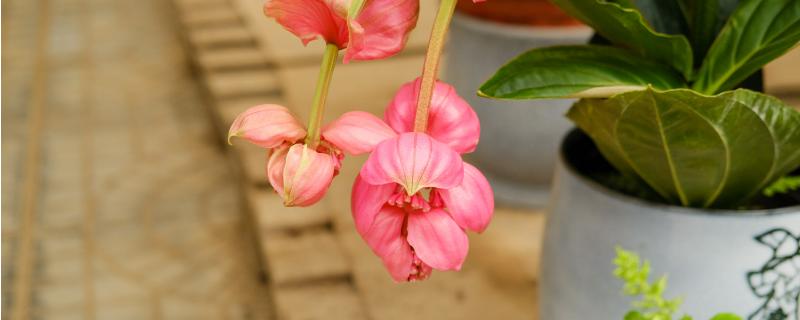 宝莲花的养殖方法，附繁殖方法（宝莲花的养殖方法和注意事项）