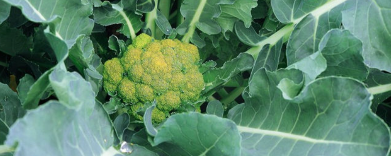 花菜叶子能不能吃，花菜叶子的做法（菜花叶子怎么做好吃）