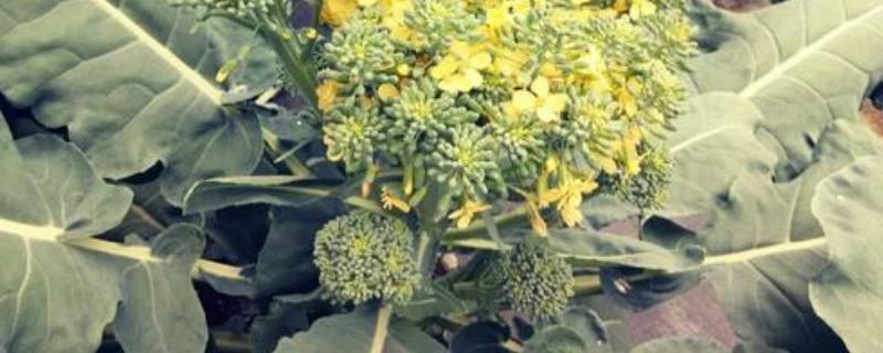 开花了的西蓝花还能不能吃，附西兰花的做法