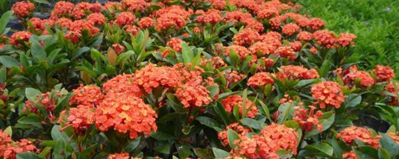龙船花修剪方法，附修剪技巧 龙船花的修剪和注意事项