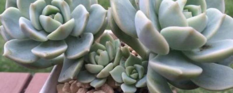 白牡丹多肉怎么养，附养殖技术 白牡丹多肉介绍