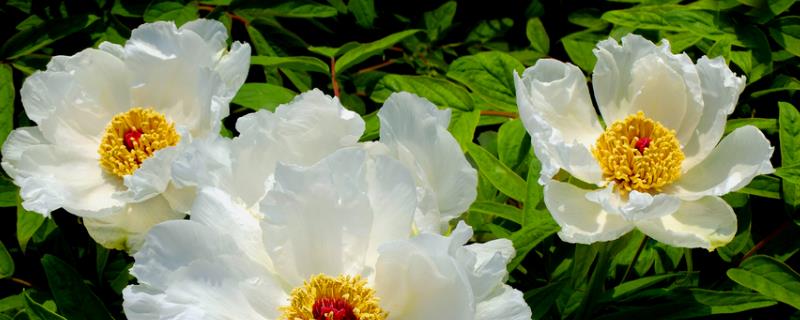 白牡丹徒长了怎么办，附解决办法（白牡丹开花后怎么剪）