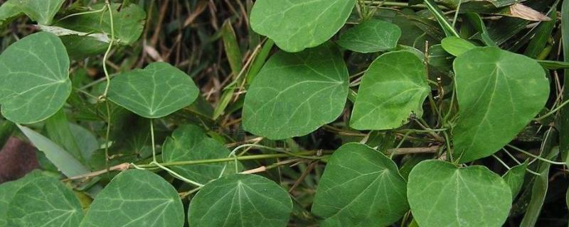 粉防己种植技术，如何防治病虫害 种植病虫害防治方法