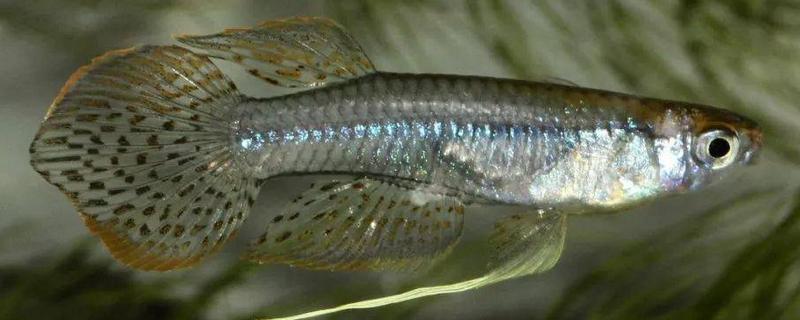 鱼是胎生还是卵生，具体怎么繁殖（什么鱼是卵生的）