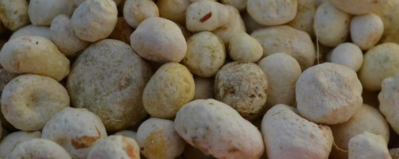 半夏种植技术，附病虫害防治方法（半夏常见病虫害的防治方法）