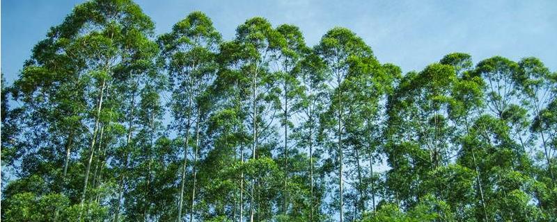 桉树的用途、分布范围及生长环境（桉树生长地区）