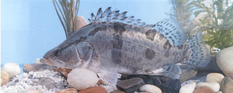 桂鱼多少钱一斤，附桂鱼的市场前景（什么桂鱼价格高）