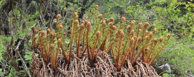 蕨菜和薇菜的区别（蕨菜与薇菜区别）