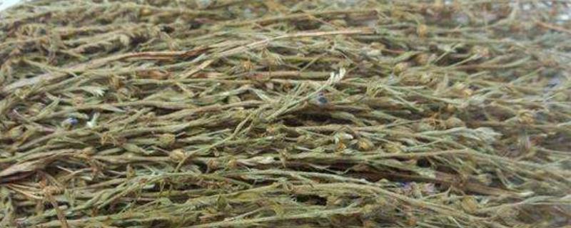 独脚金种植技术,适时播种(独脚金栽培技术)