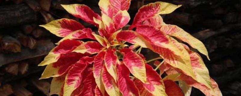 雁来红是什么花(雁来红是什么植物)