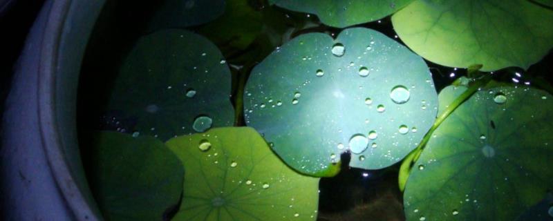 碗莲无土栽培方法，附栽培优点（碗莲有土栽培）