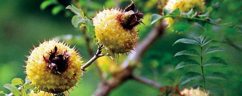 刺梨种植的果园管理技术，详细介绍（刺梨如何种植技术）