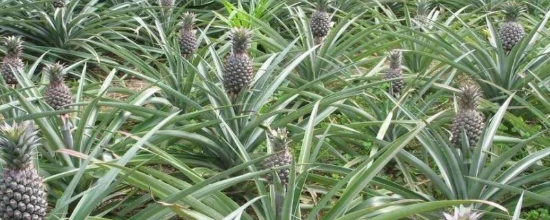 菠萝种植管理技术，附病虫害管理 菠萝主要病虫害
