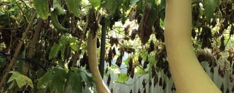 砍瓜种子怎么种（砍瓜的种子哪里能买得到）