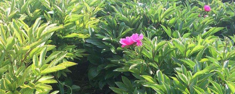 白芍种植技术,可分根繁殖和种子繁殖