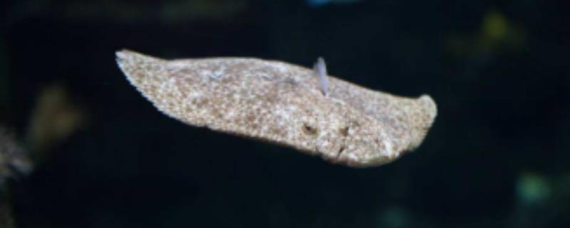 多宝鱼多少钱一斤，如何选购 多宝鱼多少钱1斤