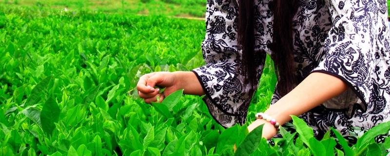 丁香茶产自哪里，丁香茶是什么（丁香茶是什么茶叶）