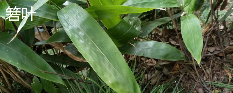 箬叶和粽叶有什么区别 箬粽叶与麻粽叶的区别