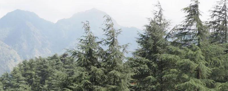 雪松扦插繁殖技术，扦插的时间 雪松籽播苗和扦插苗的区别