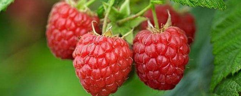 三月泡的成熟时间,三月泡有哪些生长习性