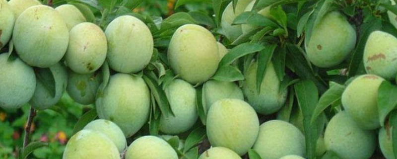 三月李的成熟时间，三月李怎么吃 三月李熟了怎么吃