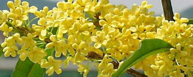 生吃桂花可以吗，桂花有什么用途 能吃的桂花是什么桂花