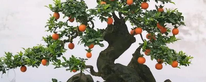 金弹子结果需要几年，怎样繁殖 金弹子移栽多久能成活