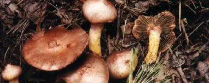 松茸菌能生吃吗,有什么营养成分(松茸能生吃吗?怎么吃有营养)