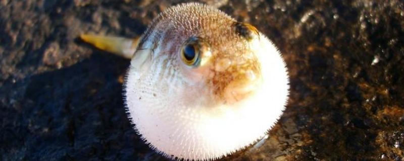 河豚生吃是否可以，河豚的加工方法 河豚的食用方法是什么