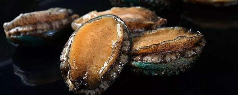 鲍鱼多少钱一斤，鲍鱼如何划分等级 鲍鱼的等级与价格