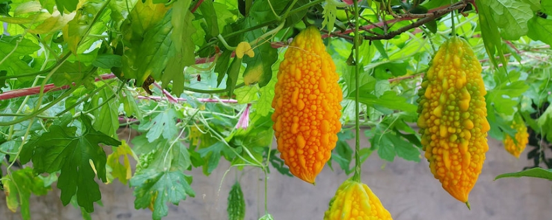 癞葡萄 癞葡萄的功效与作用