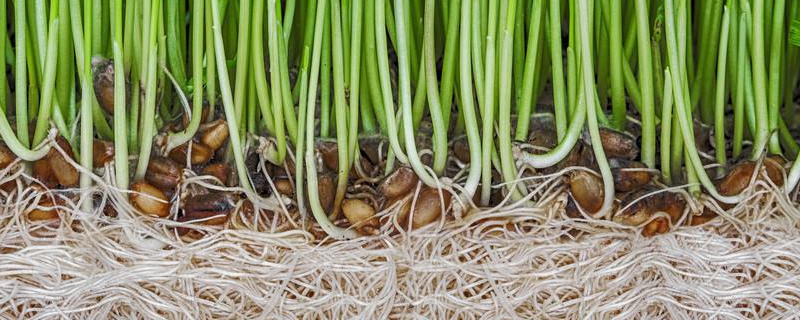 芽苗菜怎么种 水培芽苗菜怎么种