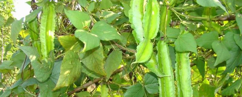 四棱豆可不可以生吃，附种植方法（四棱豆可以吃吗）