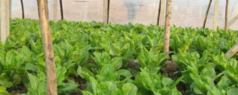 大棚莴笋种植技术，主要有四个方面（春季莴笋的种植技术）
