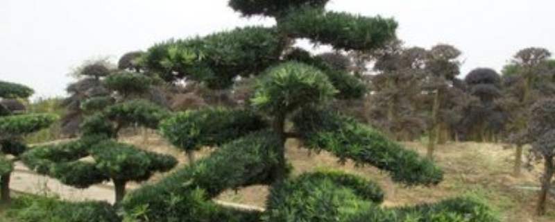 罗汉松怎么繁殖(罗汉松怎样繁殖)