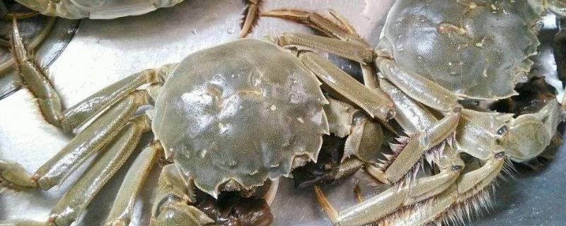 吃大闸蟹可以喝茶吗,吃大闸蟹之后喝茶有什么后果