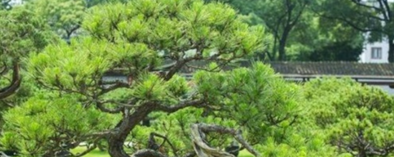 松树盆景怎么养（松树盆景怎么养护）