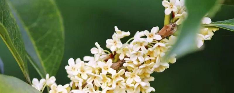 四季桂种植技术，四季桂繁殖技术（四季桂移栽）