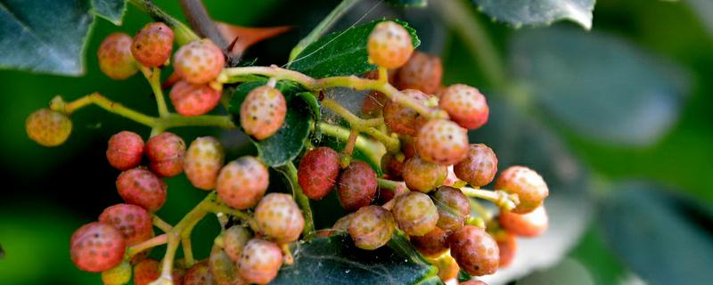 花椒种子怎么种 花椒种子怎么种才能发芽
